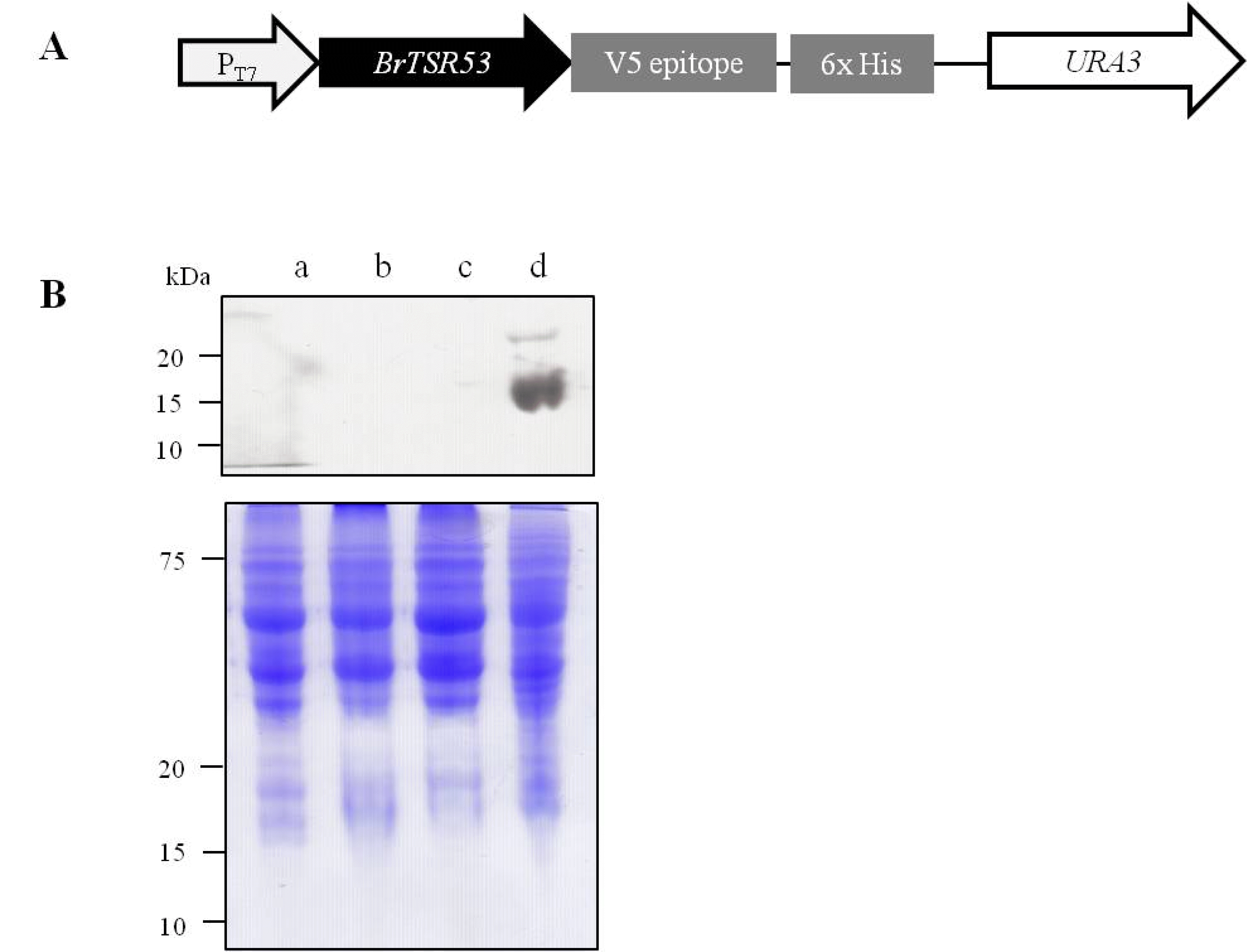 KJBS-46-143_F4.gif
