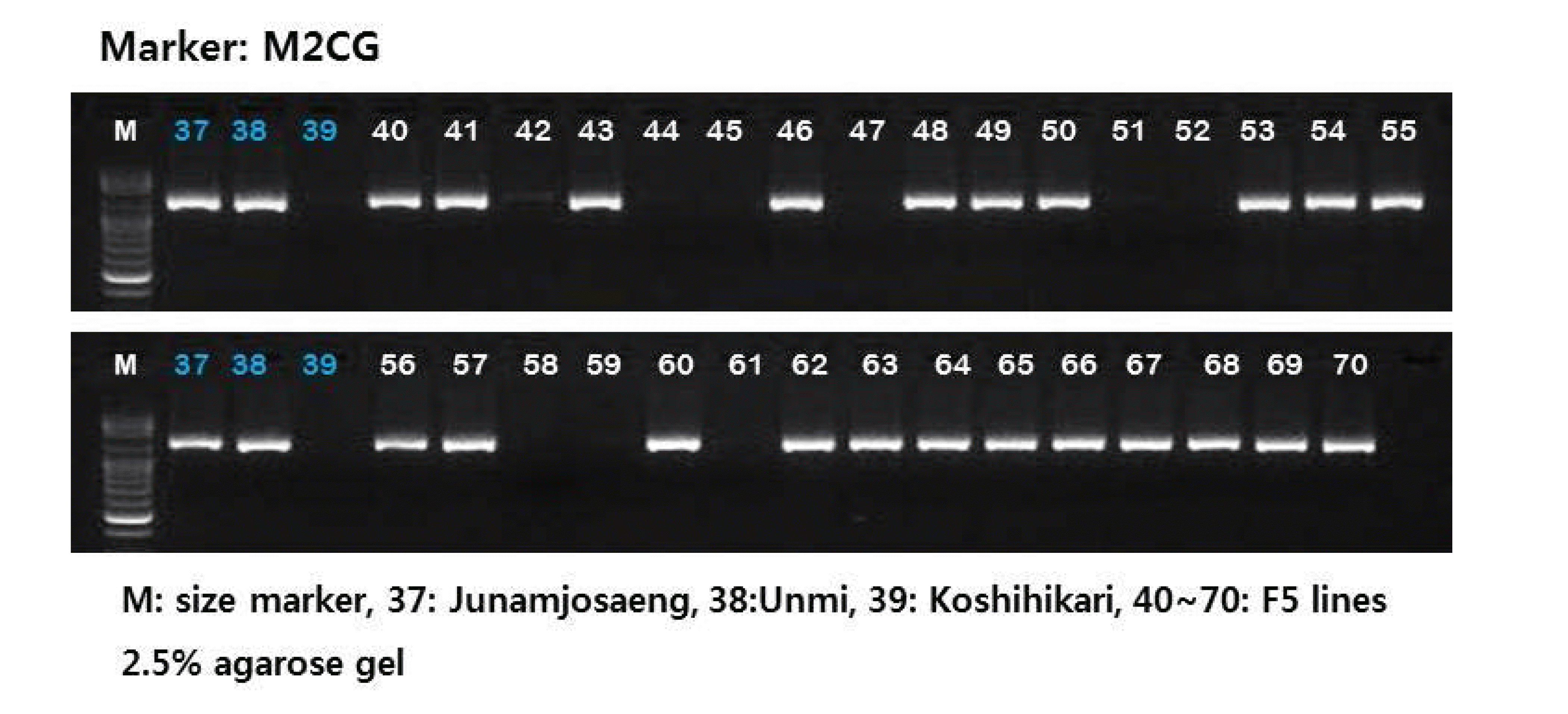 KJBS-46-250_F2.gif