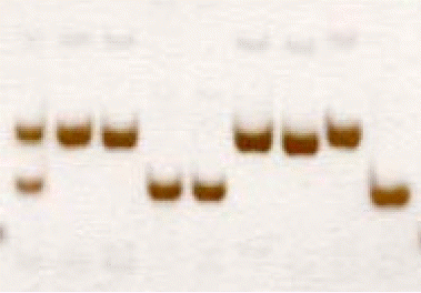 KJBS-47-345_F2.gif