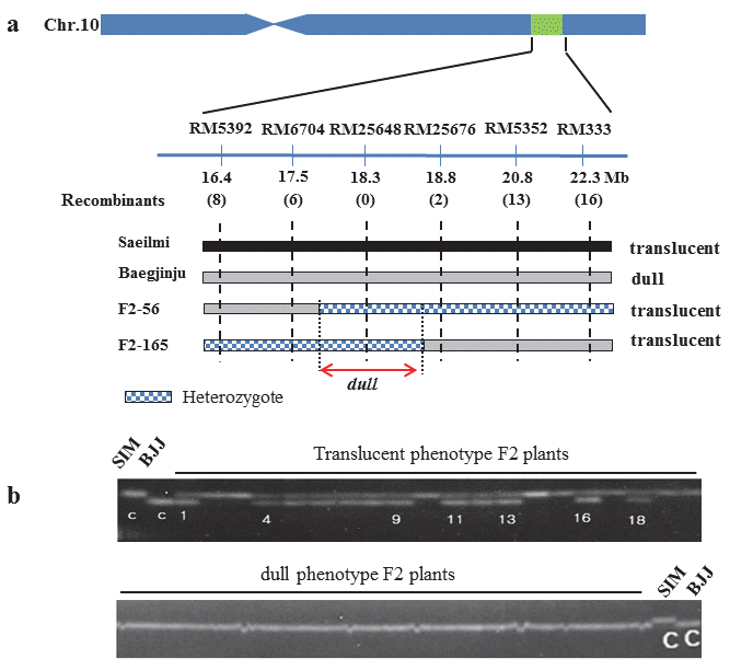KJBS-48-3-234_F3.gif