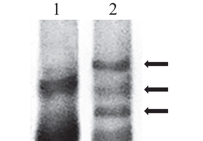 KJBS-48-3-332_F2.gif