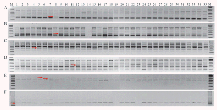 KJBS-49-65_F1.gif