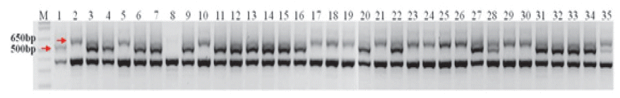 KJBS-49-65_F3.gif