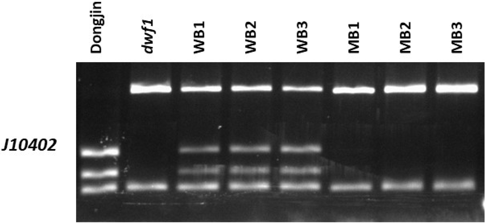 KJBS-52-009-f5.gif