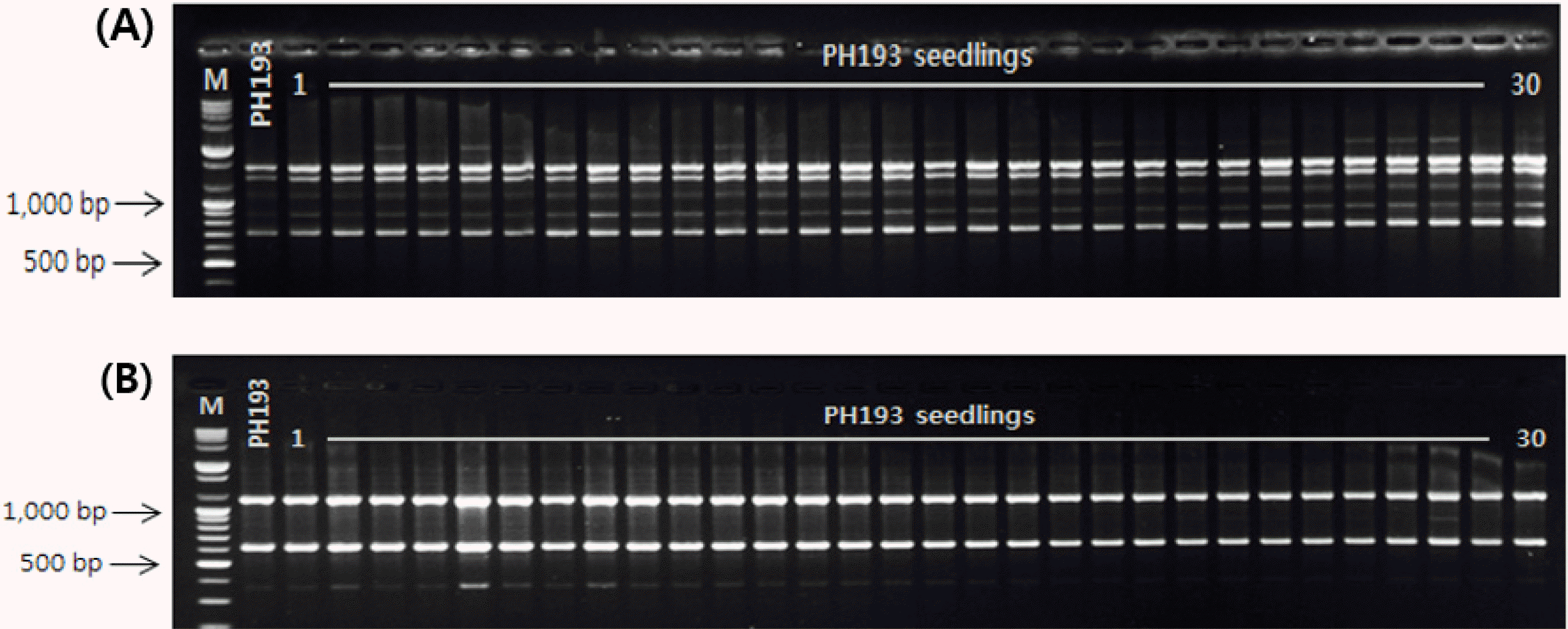 KJBS-52-081-f5.gif