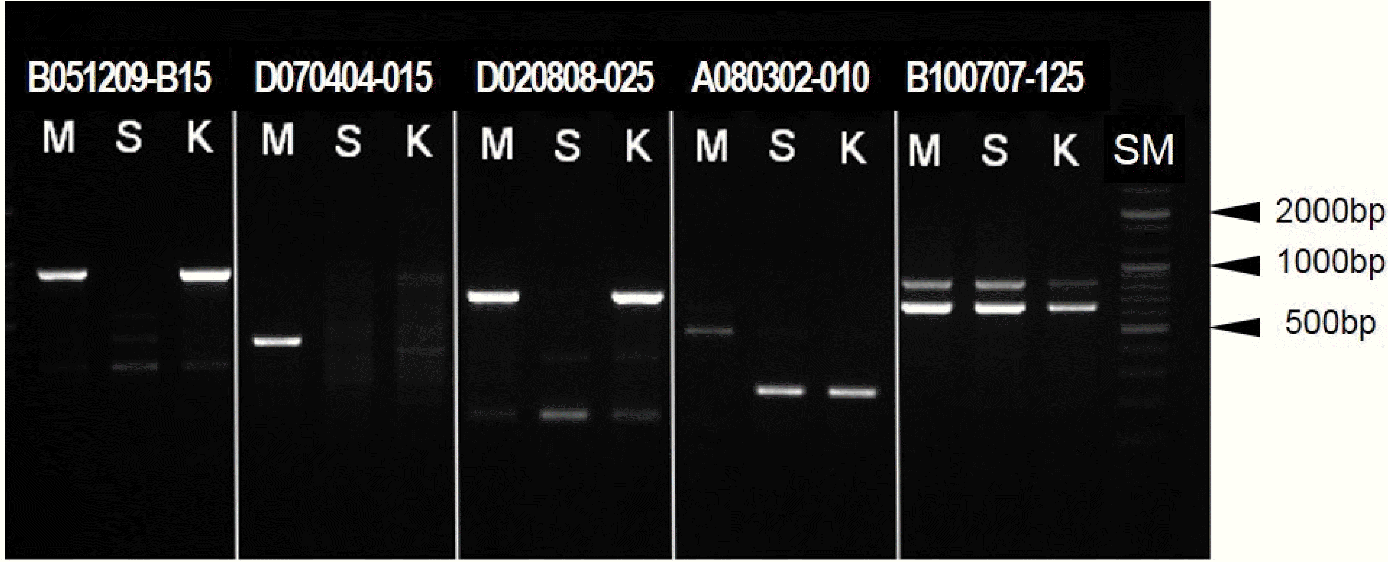 KJBS-52-184-f3.gif