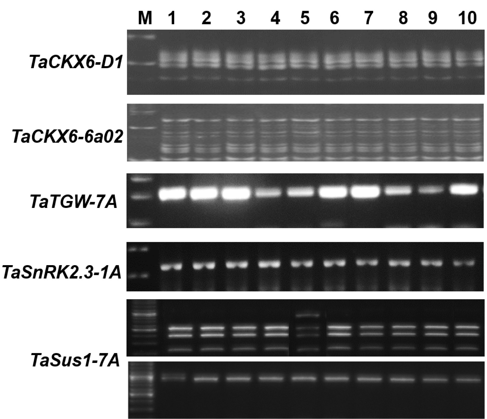 KJBS-52-362-f2.jpg