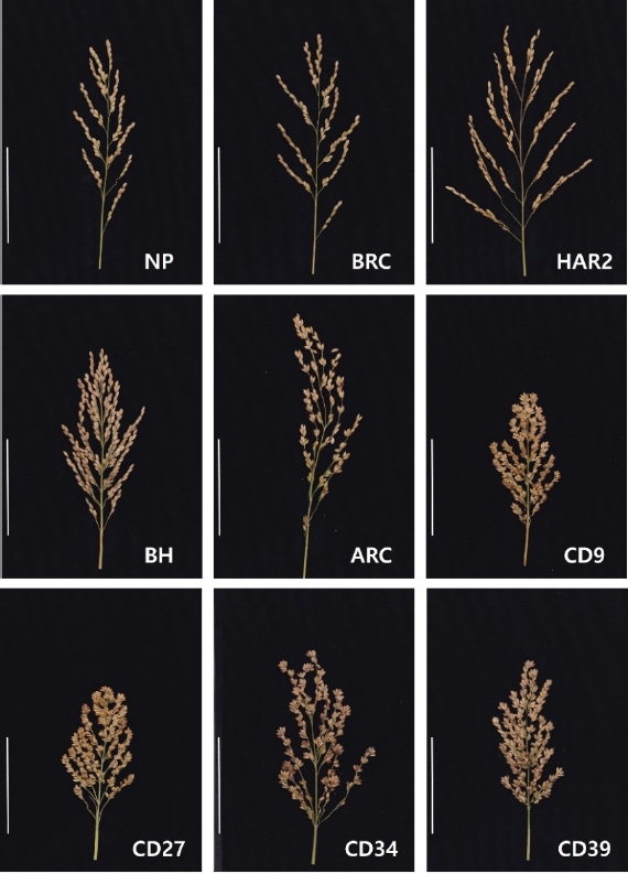 KJBS_50_415_fig_2.jpg