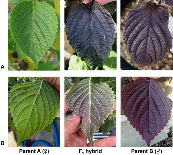 KJBS_51_184_fig_2.jpg