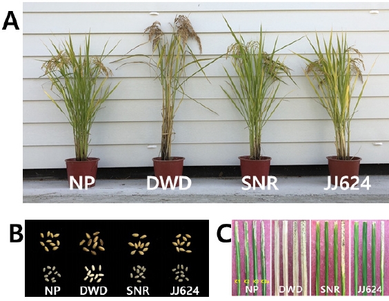 KJBS_51_190_fig_4.jpg