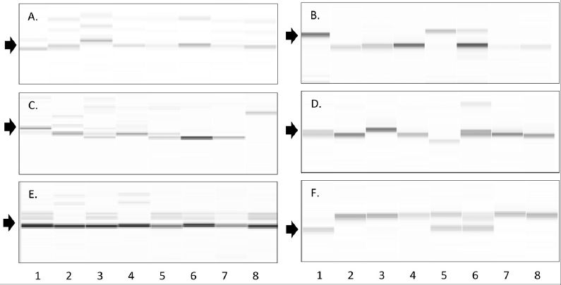 KJBS_51_201_fig_3.jpg