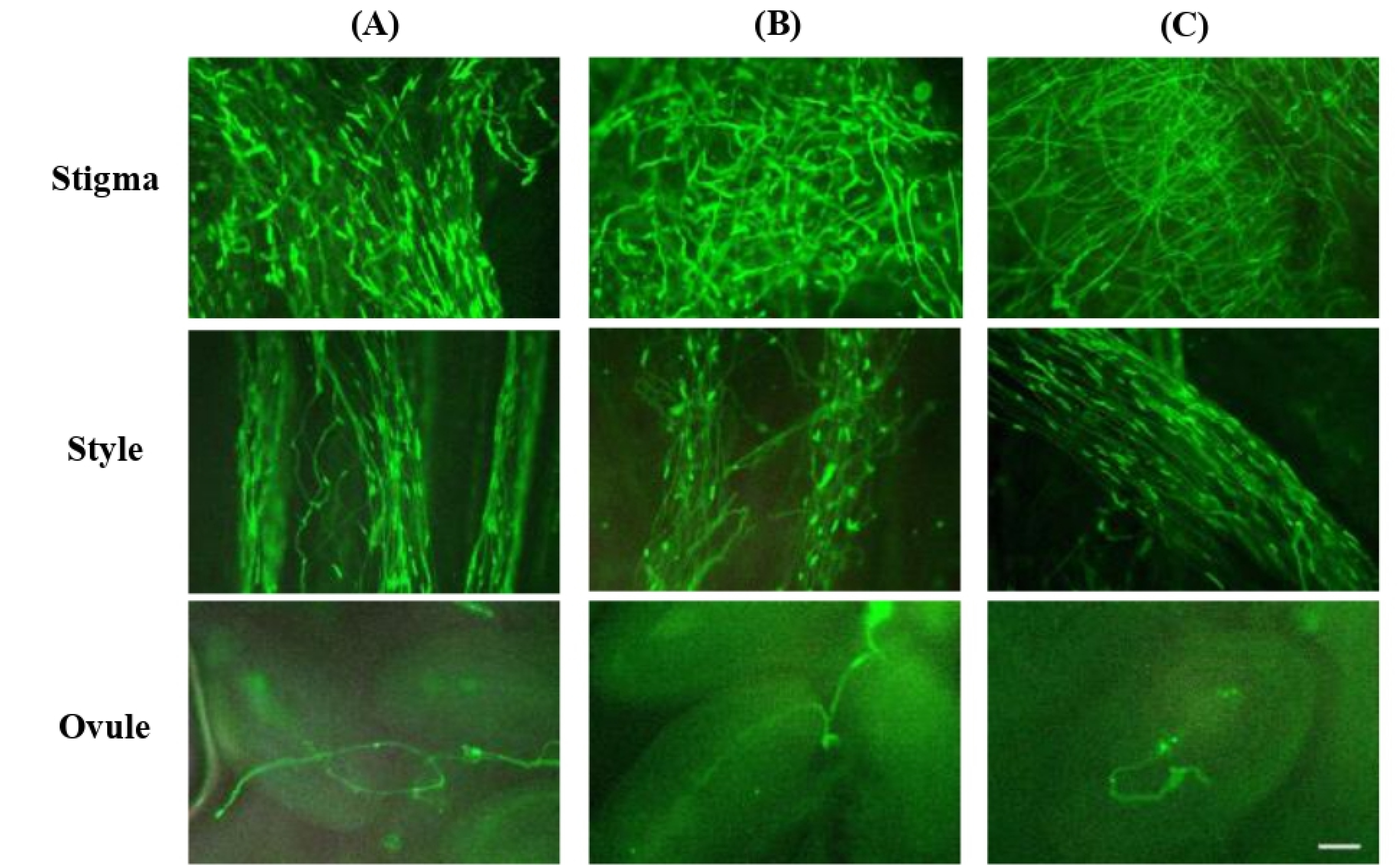 kjbs-56-1-1-f1.jpg